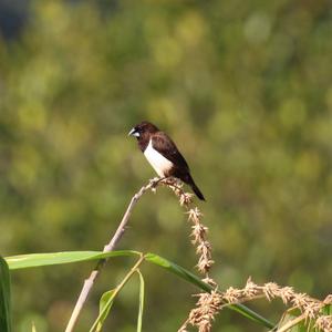 White-rumped Munia