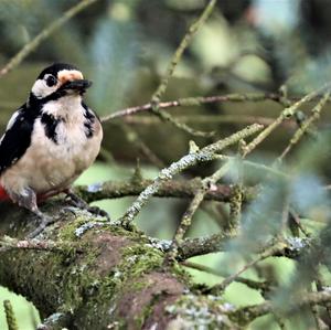 Great Spotted Woodpecker