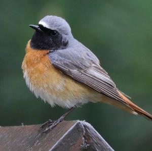 Common Redstart