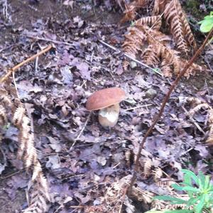 Summer Bolete