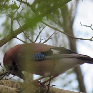 Eurasian Jay