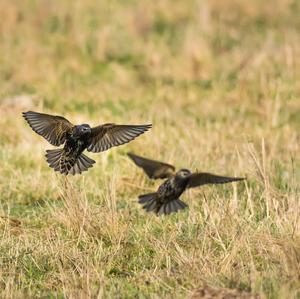 Common Starling