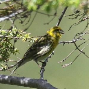 Yellowhammer