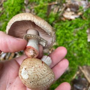 Red-staining Mushroom