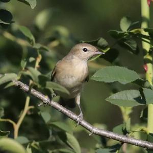 Garden Warbler