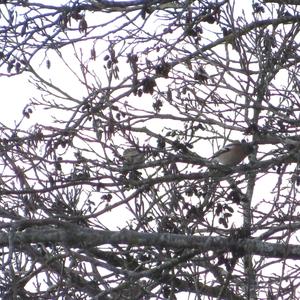 Eurasian Chaffinch