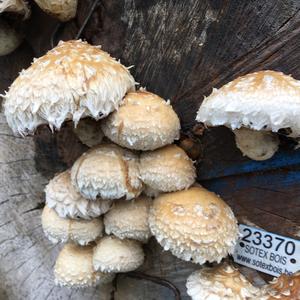 Destructive Pholiota