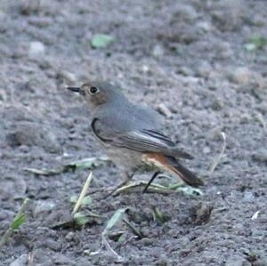 Black Redstart