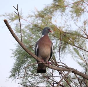 Common Wood-pigeon