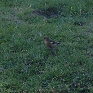 Eurasian Chaffinch