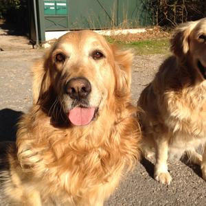 Retriever (Golden)