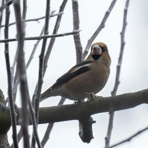 Hawfinch