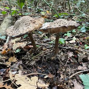 Parasol Mushroom