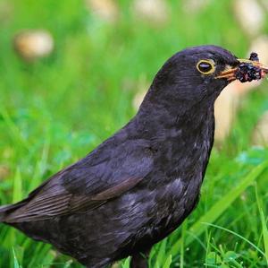 Eurasian Blackbird