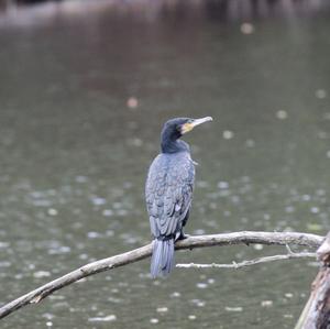 Great Cormorant