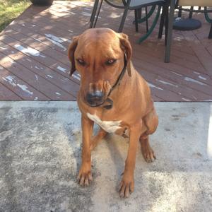 Rhodesian Ridgeback