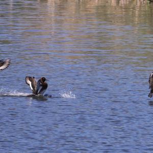 Tufted Duck