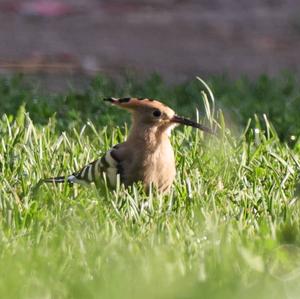 Eurasian Hoopoe