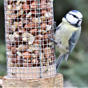 Blue Tit