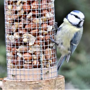 Blue Tit