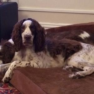 Spaniel (English Springer)