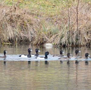 Tufted Duck