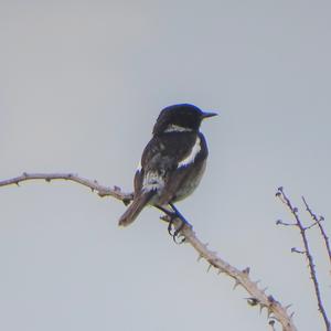 European stonechat