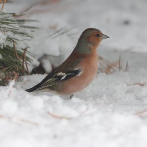 Eurasian Chaffinch