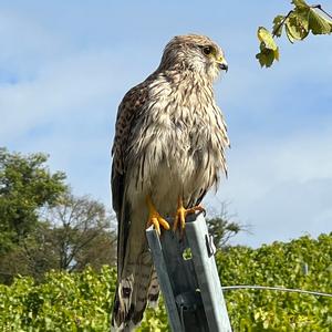 Common Kestrel