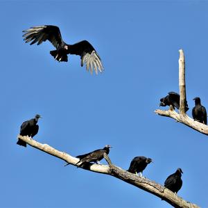 Turkey Vulture