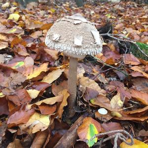 Parasol Mushroom