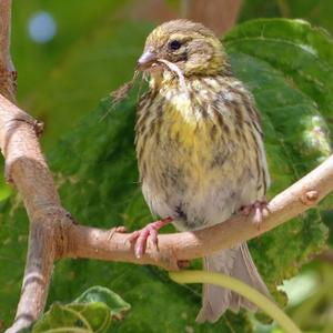 European Serin