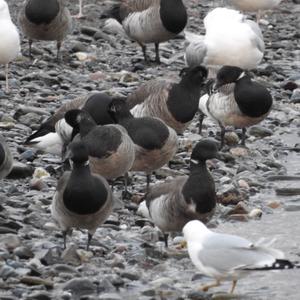 Brent Goose