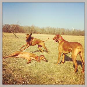 Rhodesian Ridgeback