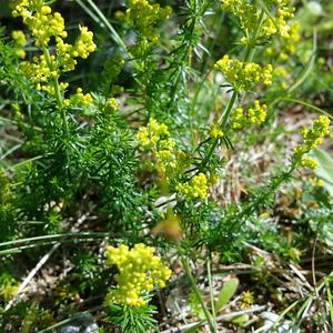 Lady's Bedstraw