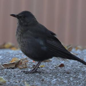 Eurasian Blackbird