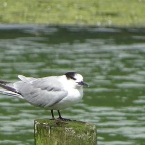 White-fronted Tern