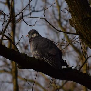 Common Wood-pigeon