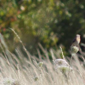 Whinchat