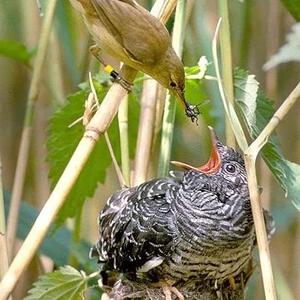 Common Cuckoo