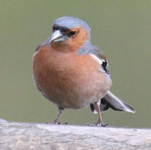 Eurasian Chaffinch