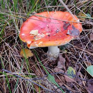 Fly Agaric