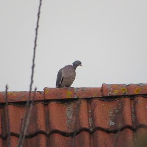 Common Wood-pigeon