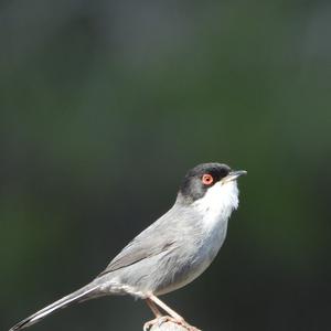 Sardinian Warbler