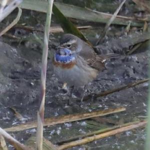 Blaukehlchen