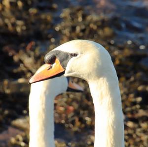 Mute Swan