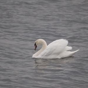 Mute Swan