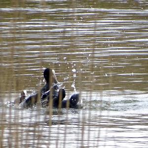 Common Coot