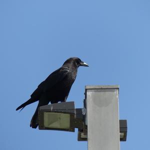 Fish Crow