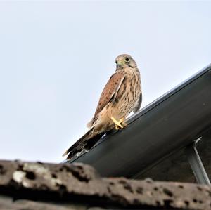 Common Kestrel